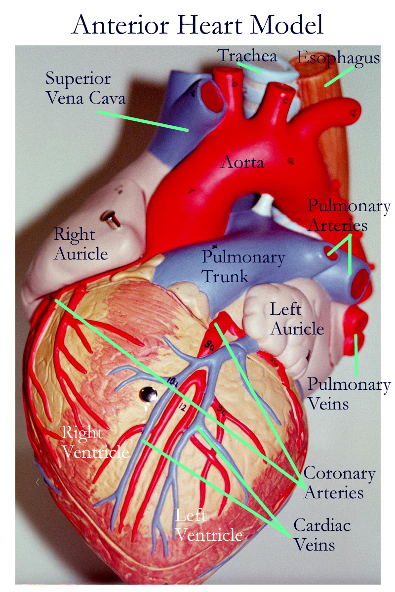 Biology 2404 A&P Basics circuit diagram names 